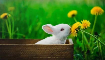 威廉希尔官网-WTT新加坡大满贯:孙颖莎3-1帕拉南 国乒多人携手晋级